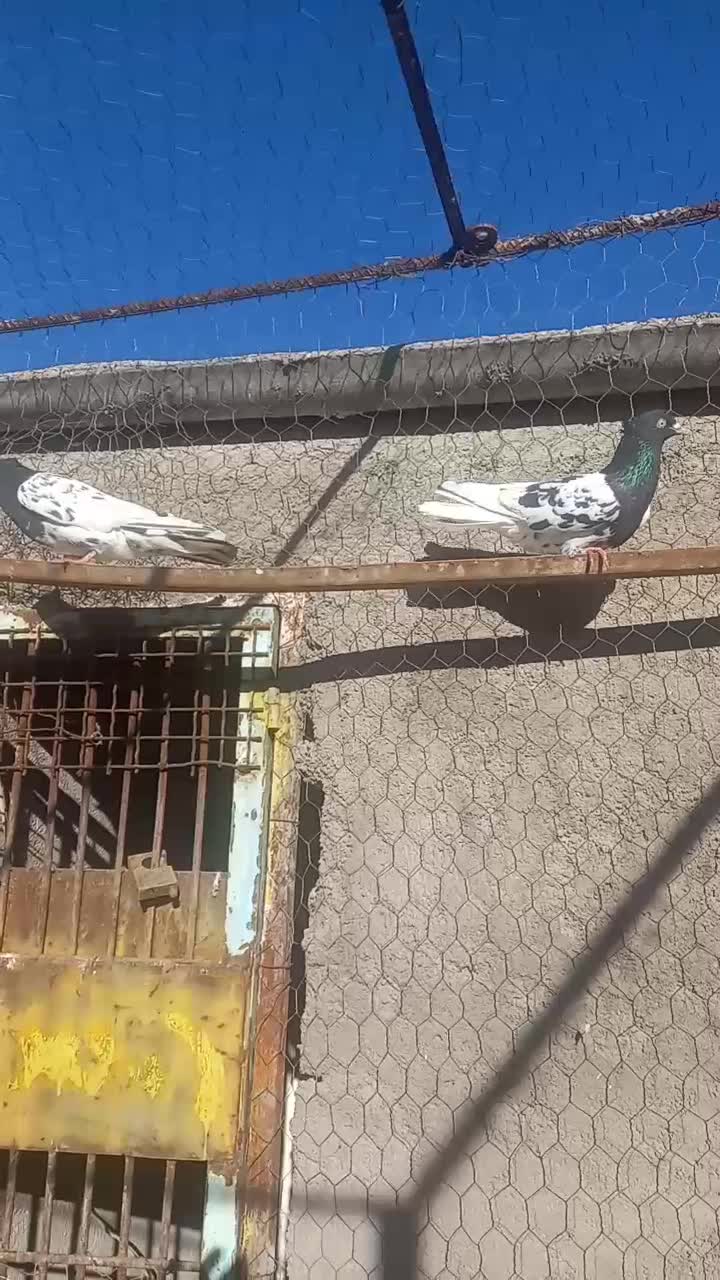 1600 قیمت کله سیاه|پرنده|قزوین, |دیوار