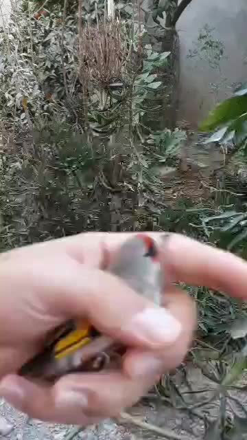 سهره دورگ|پرنده|ارسنجان, |دیوار