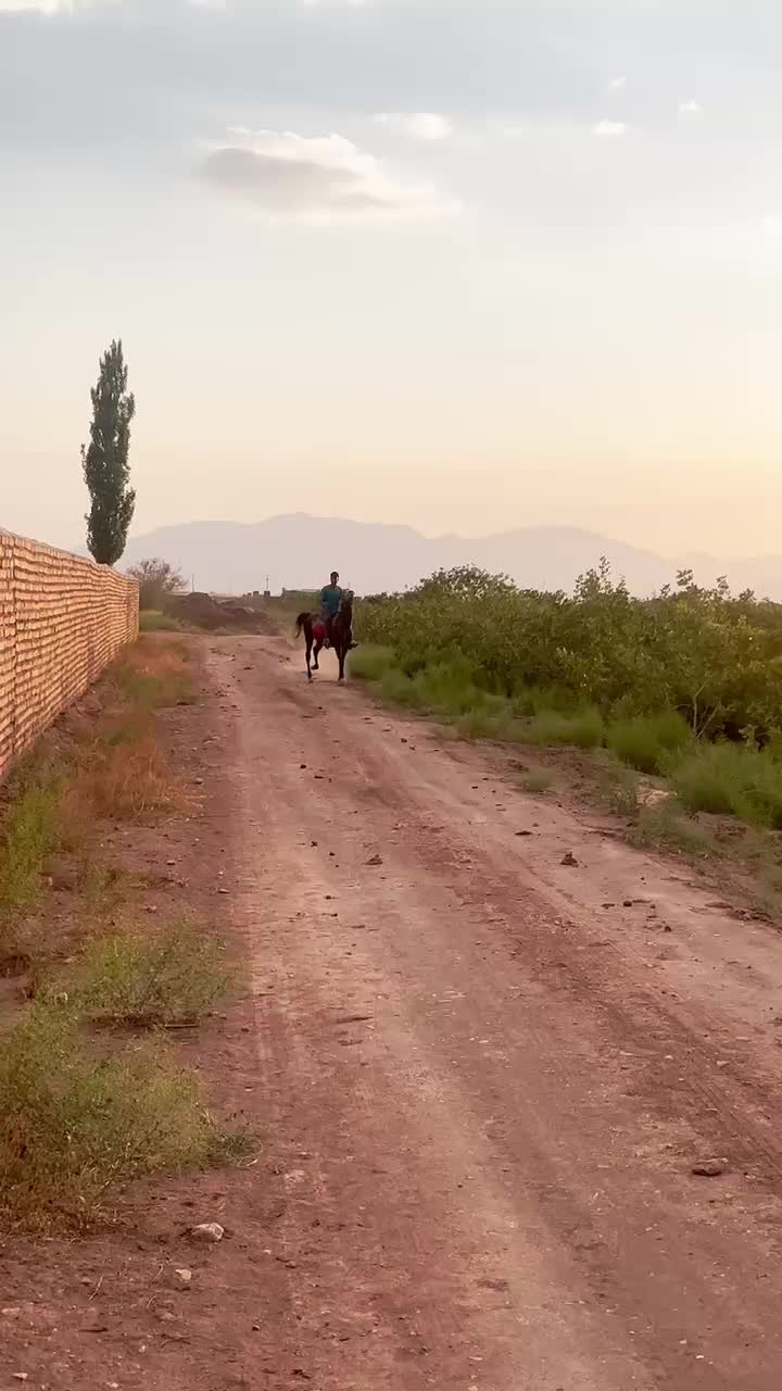 اسب نریون کره عقاب شریفی|اسب و تجهیزات اسبسواری|کرمان, |دیوار