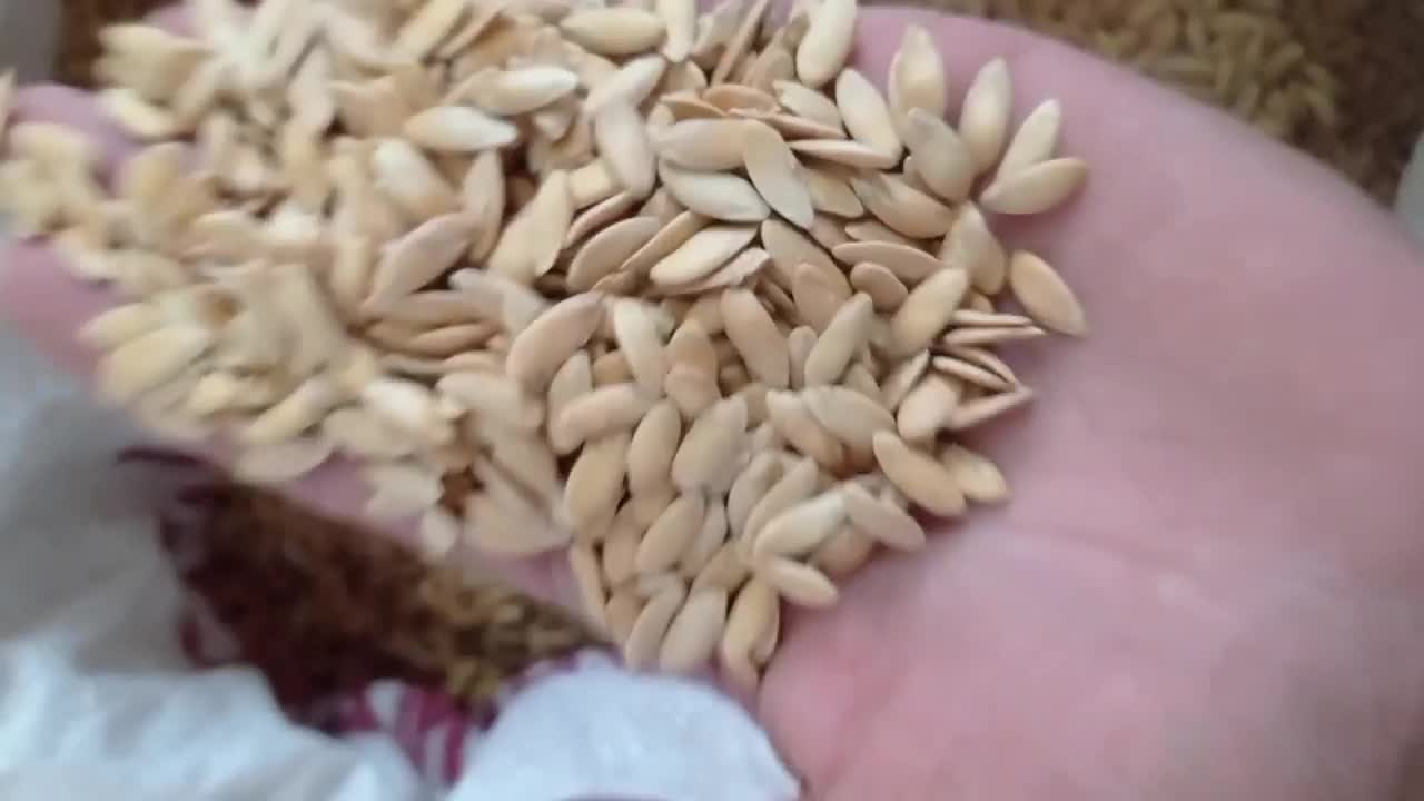 تخم خربزه خام (ارسال از خراسان رضوی)|خوردنی و آشامیدنی|تهران, سنگلج (شاپور)|دیوار