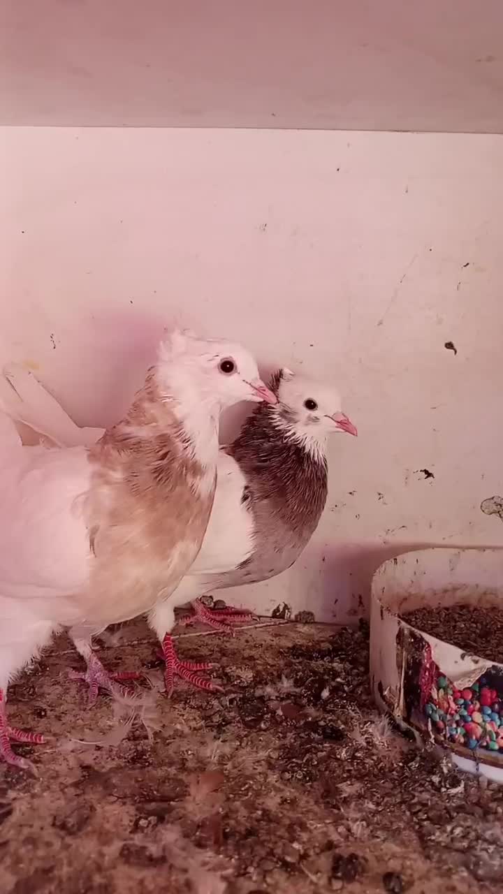 کفتر طوقی پشتار|پرنده|تهران, مرادآباد|دیوار