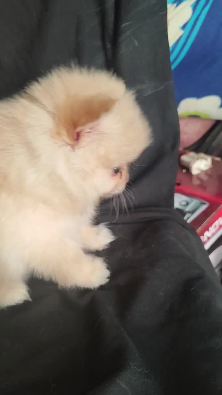 فقط 10پامر|سگ|بندرعباس, |دیوار