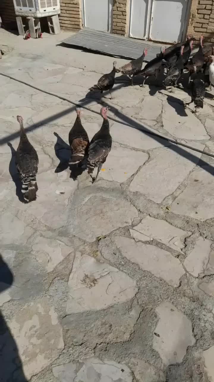 بوقلمون ماده|حیوانات مزرعه|دره شهر, |دیوار