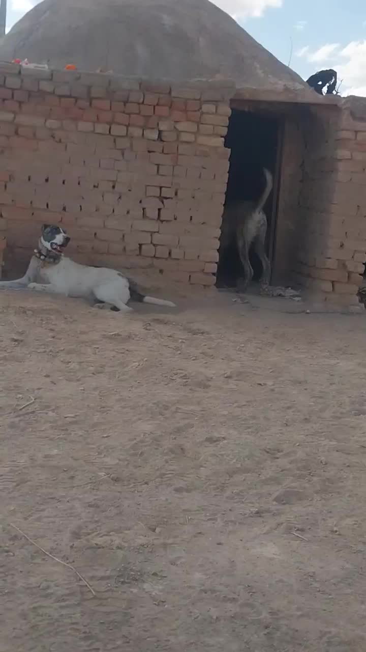 توله ۱۱ ماه ب فروش میرسد|سگ|قائن, |دیوار