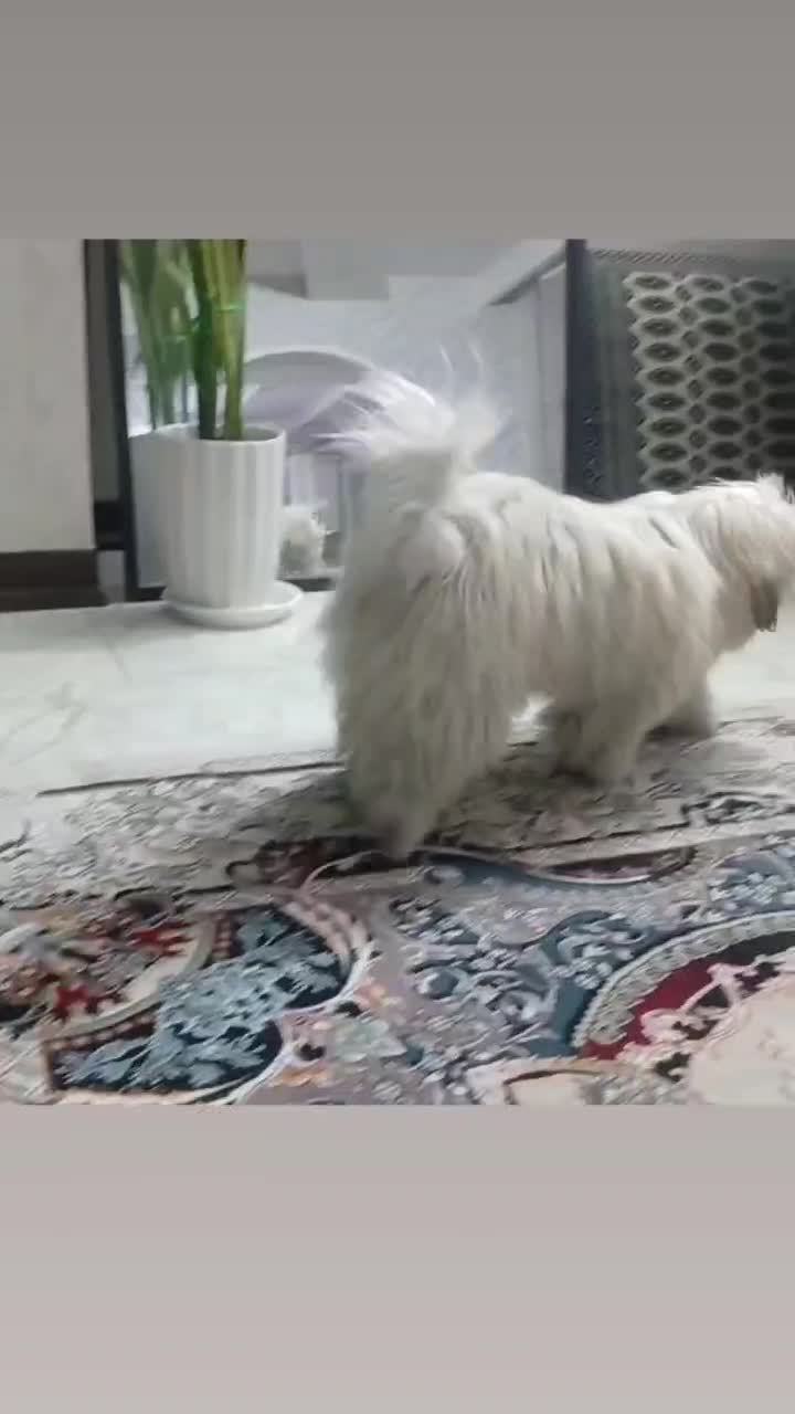 توله ۶ماه سوپر فلت شناسنامه دار بازی گوش|سگ|کهریزک, |دیوار