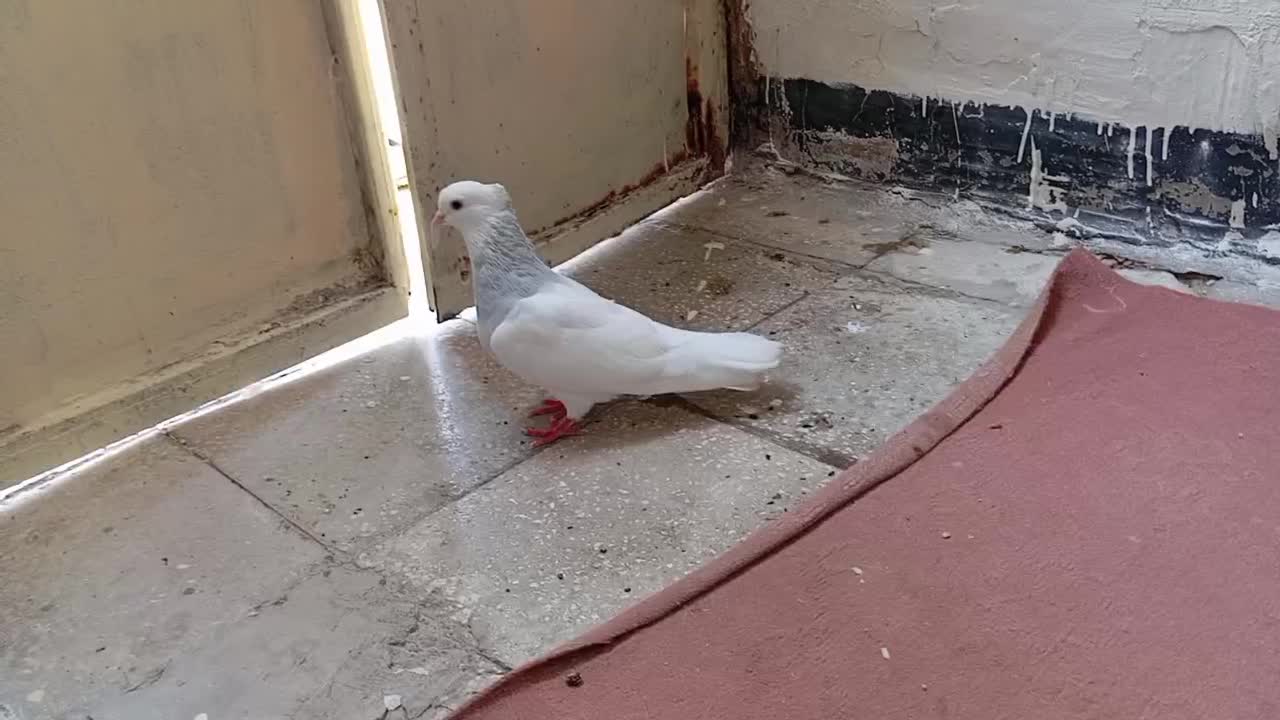 طوقی|پرنده|فراشبند, |دیوار