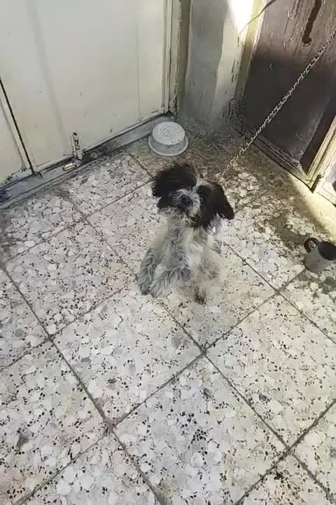 سگ شیتزو پامر|سگ|خرم‌آباد, |دیوار