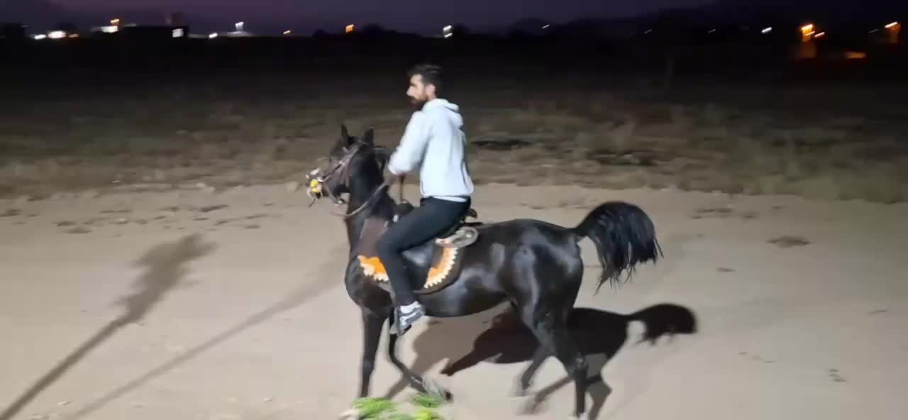 فروشی|اسب و تجهیزات اسب‌سواری|اراک, |دیوار