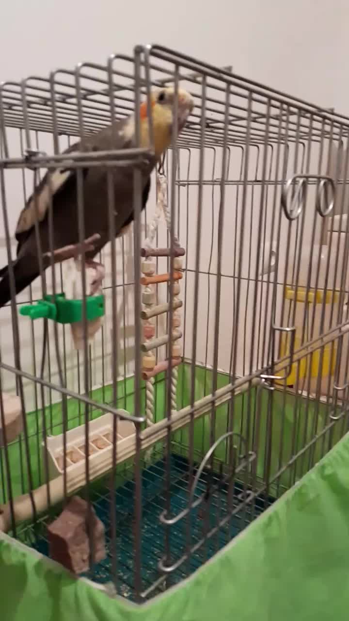 عروس هلندی بسیار زیبا و قشنگ|پرنده|هشتگرد, شهرک فرهنگیان|دیوار