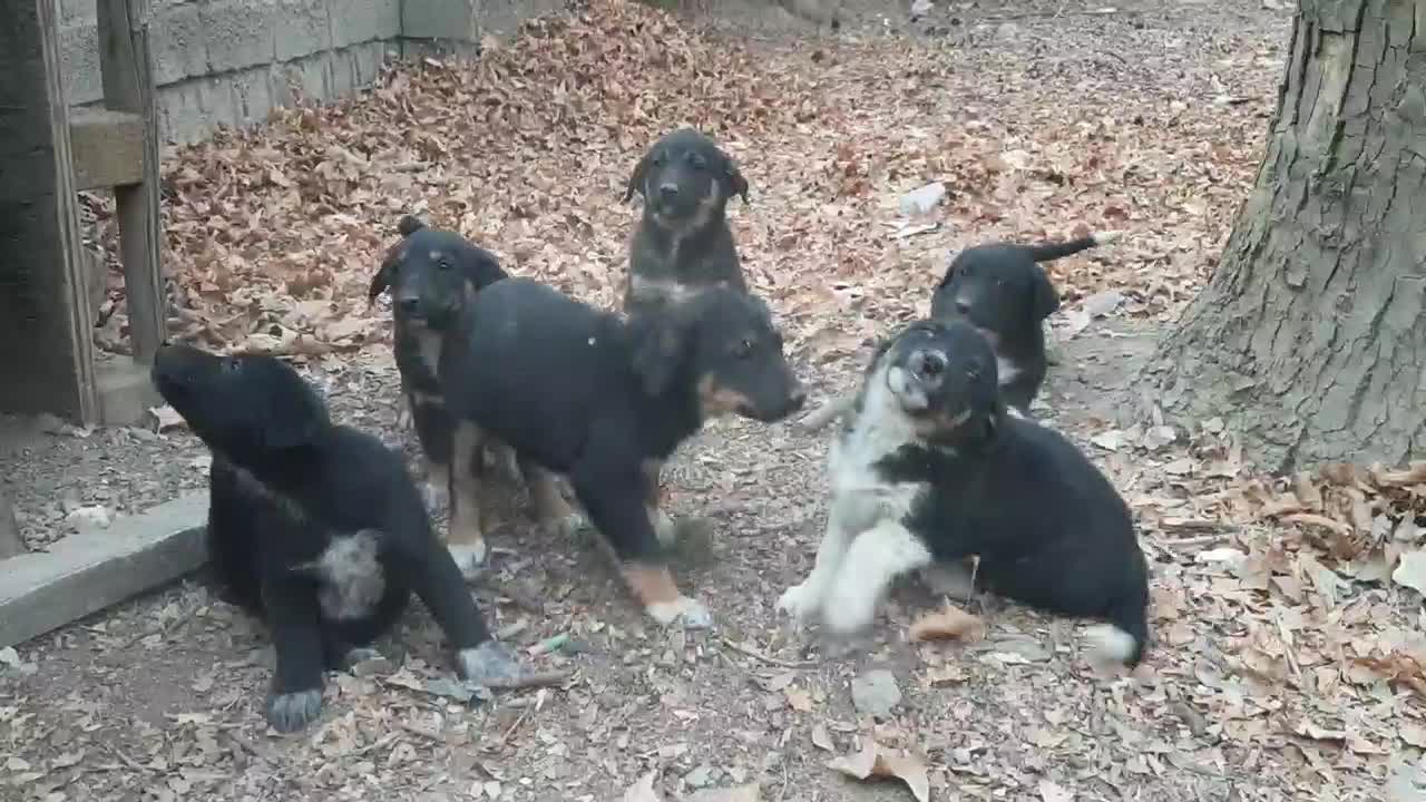 توله سگ فروشی|سگ|کرج, حصار سرجوب|دیوار