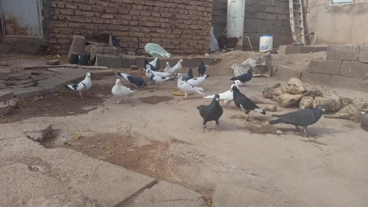 ۱۶ تا کبوتر پرشی نر قلدور|پرنده|اسفراین, |دیوار