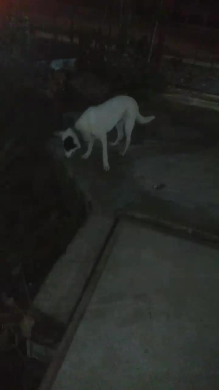 سگ هاستگی زانبی|سگ|طاهرگوراب, |دیوار