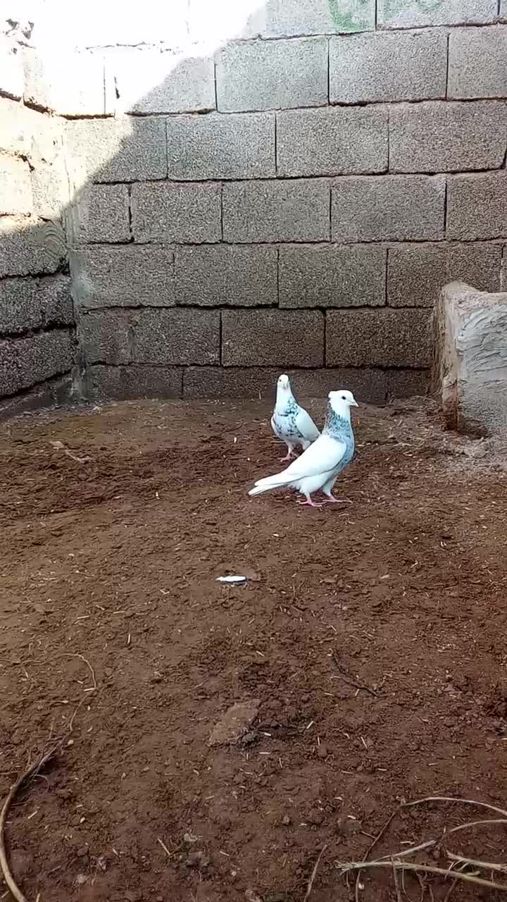 کبوتر توقی طوقی|پرنده|شوش, |دیوار