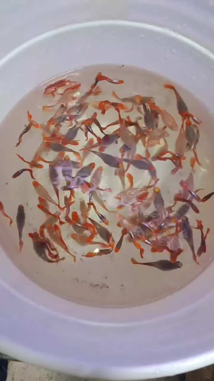 ماهی گوپی کوپی آکواریوم سوپر مولد|ماهی|مشهد, شهید آوینی|دیوار