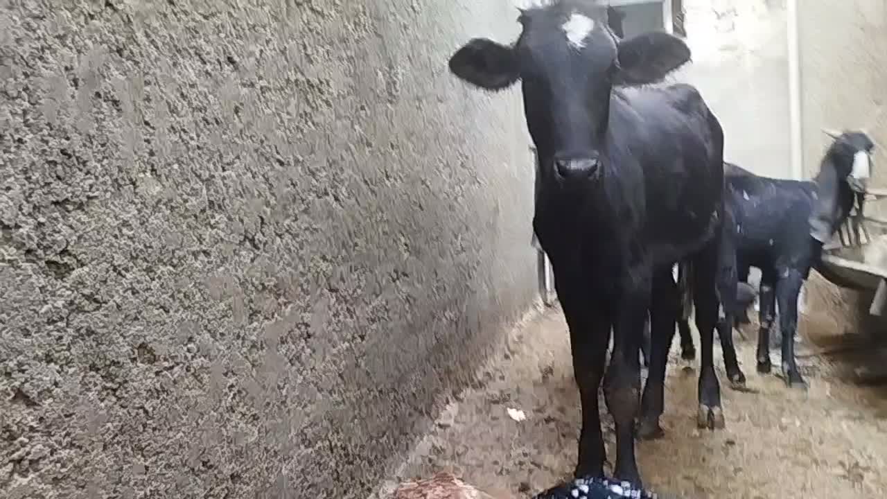 پراپ گوساله ماده|حیوانات مزرعه|سراوان, |دیوار