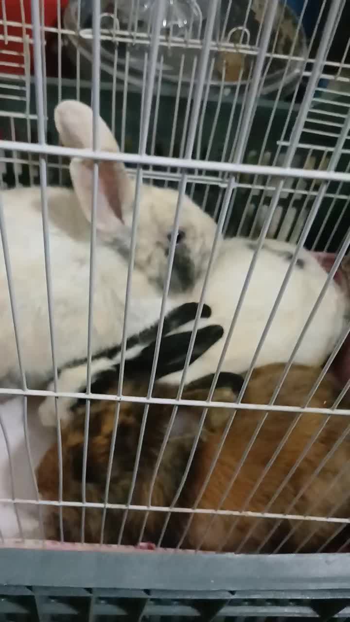 دوعدد نر سالم چاق شش ماهه ۶۰۰ولوپ ۴۰۰|موش و خرگوش|ارومیه, |دیوار