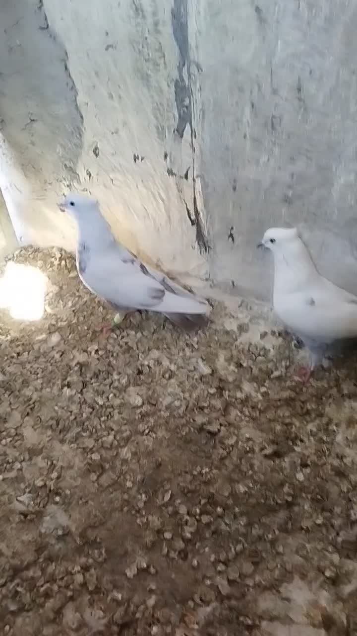 دمبی|پرنده|شیراز, پودنک|دیوار