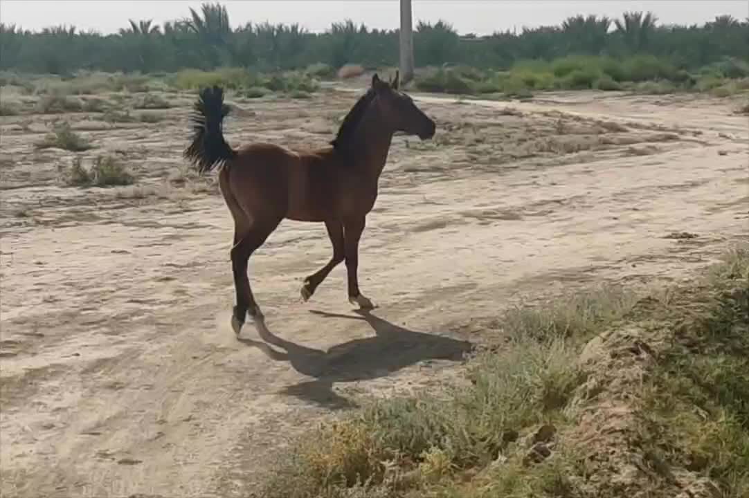اسب|اسب و تجهیزات اسبسواری|اهرم, |دیوار