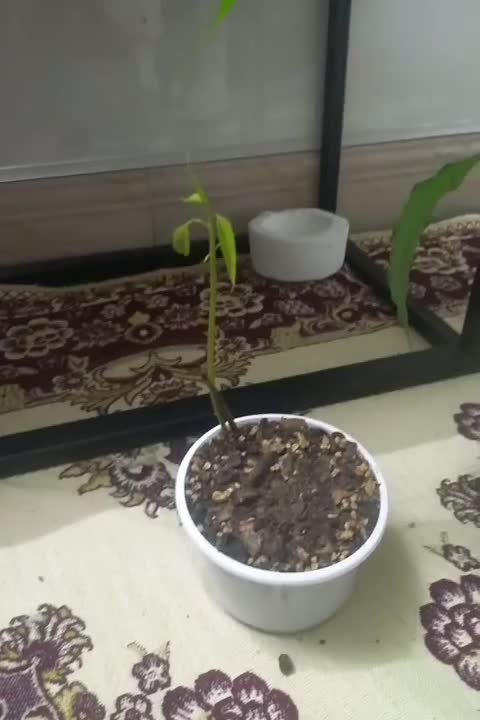 نهال انبه|گل و گیاه طبیعی|کاشان, فاز ۲ ناجی آباد|دیوار