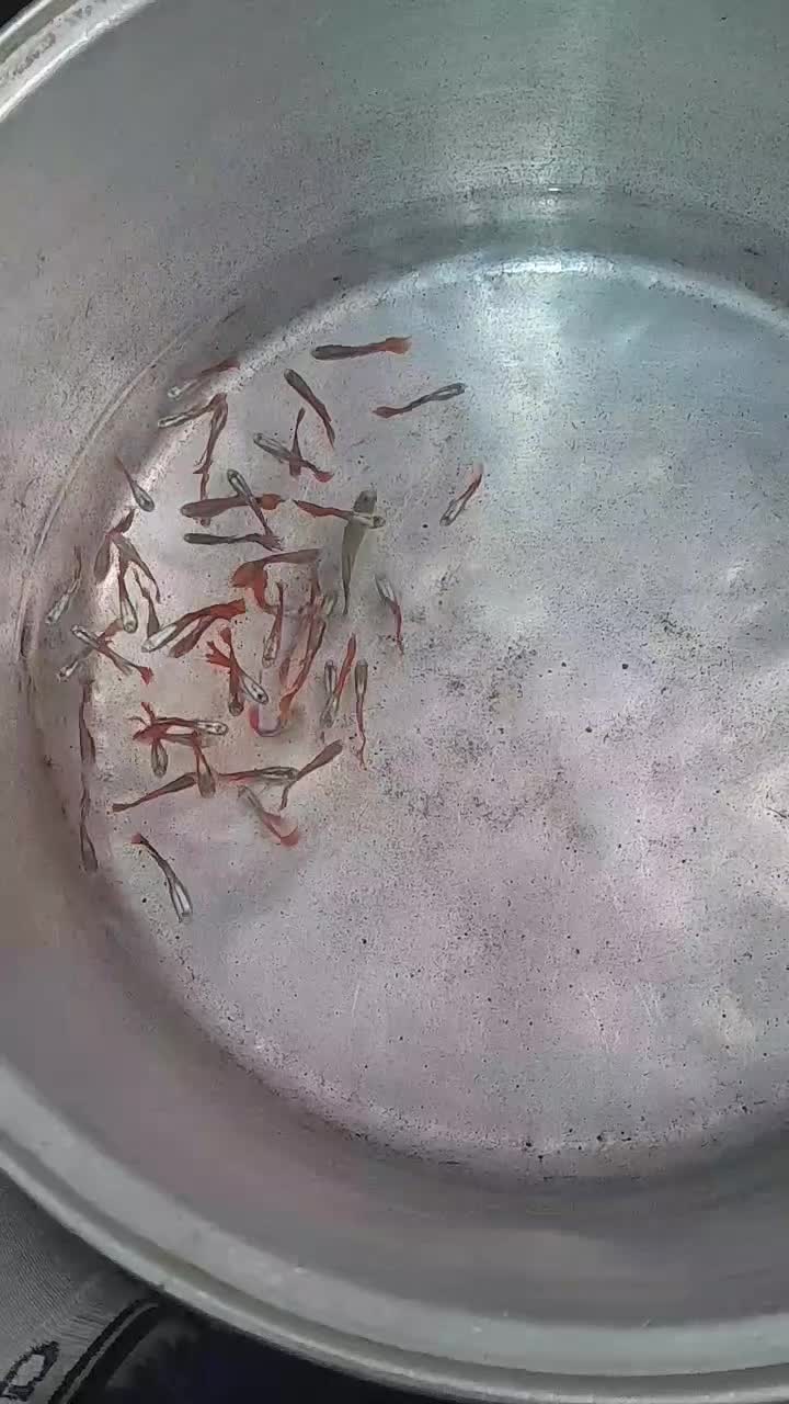 ماهی زینتی|ماهی|قزوین, |دیوار