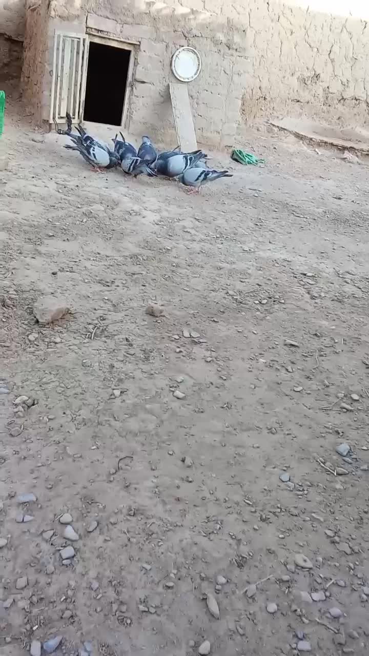 کبوتر|پرنده|پسکوه, |دیوار