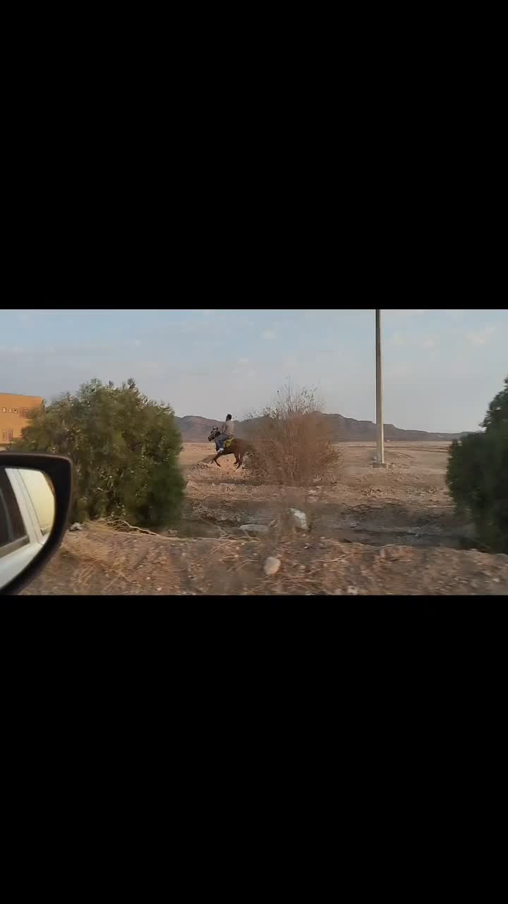 اسب فروشی با تجهیزات کامل|اسب و تجهیزات اسبسواری|بیرجند, |دیوار