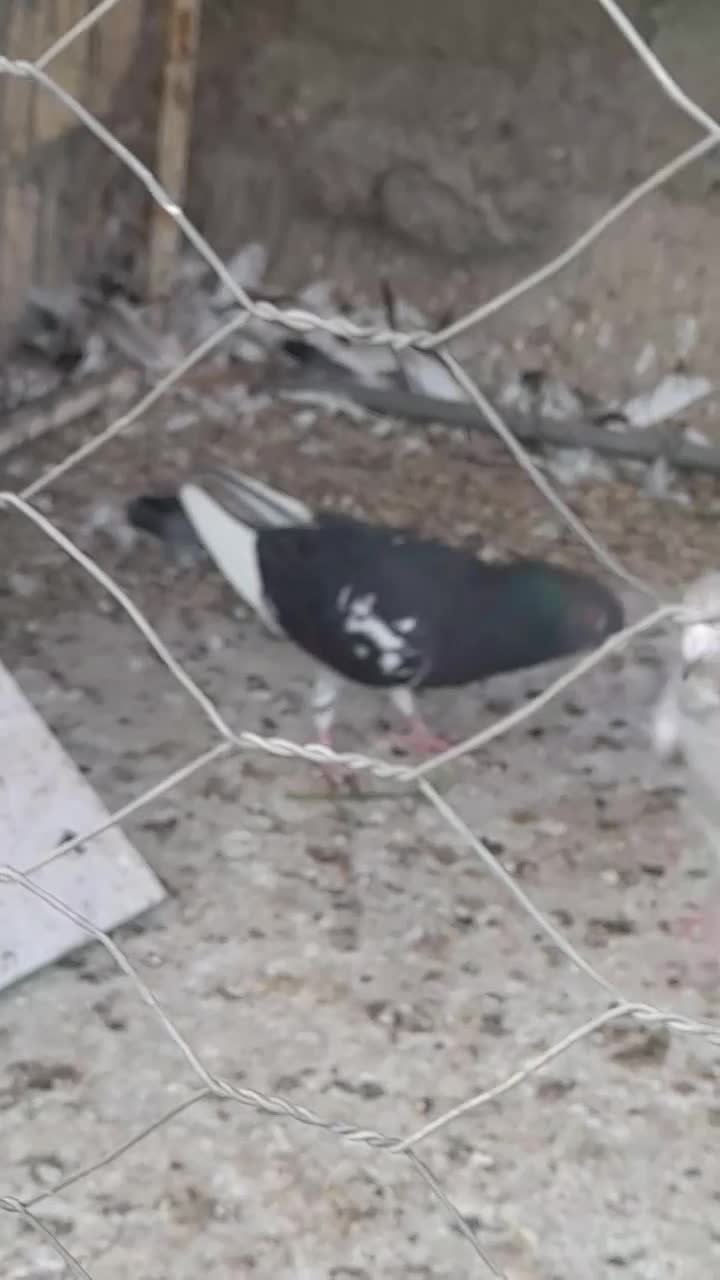 کفتر کبوتر گلی  وسرو|پرنده|برازجان, |دیوار