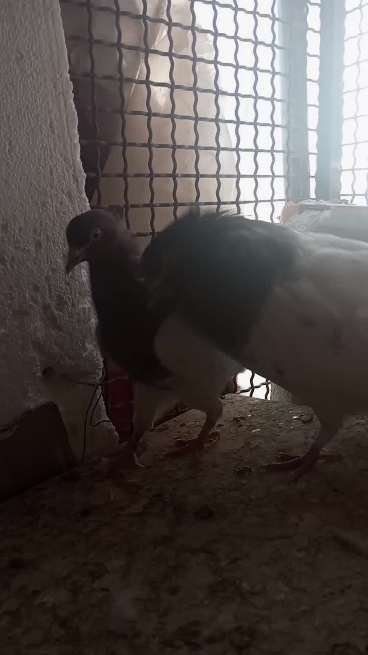 کبوتر|پرنده|بم, |دیوار