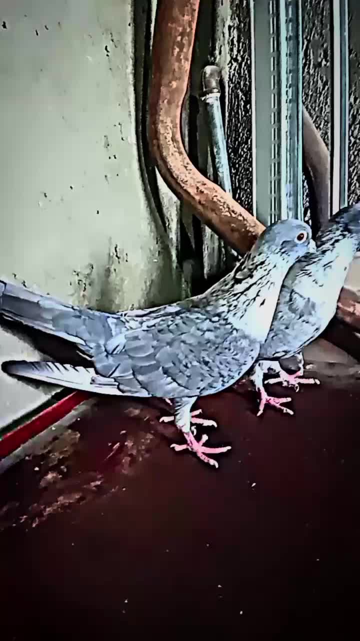 کبوتر موشی|پرنده|زاهدان, |دیوار