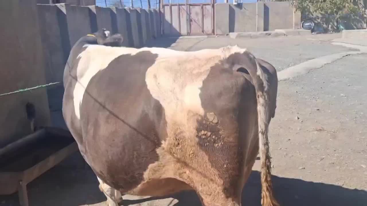 گاو سیمیتال|حیوانات مزرعه|دینور, |دیوار