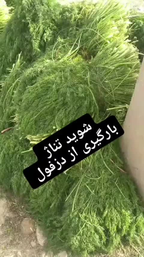 شوید تازه|خوردنی و آشامیدنی|اصفهان, سیچان|دیوار