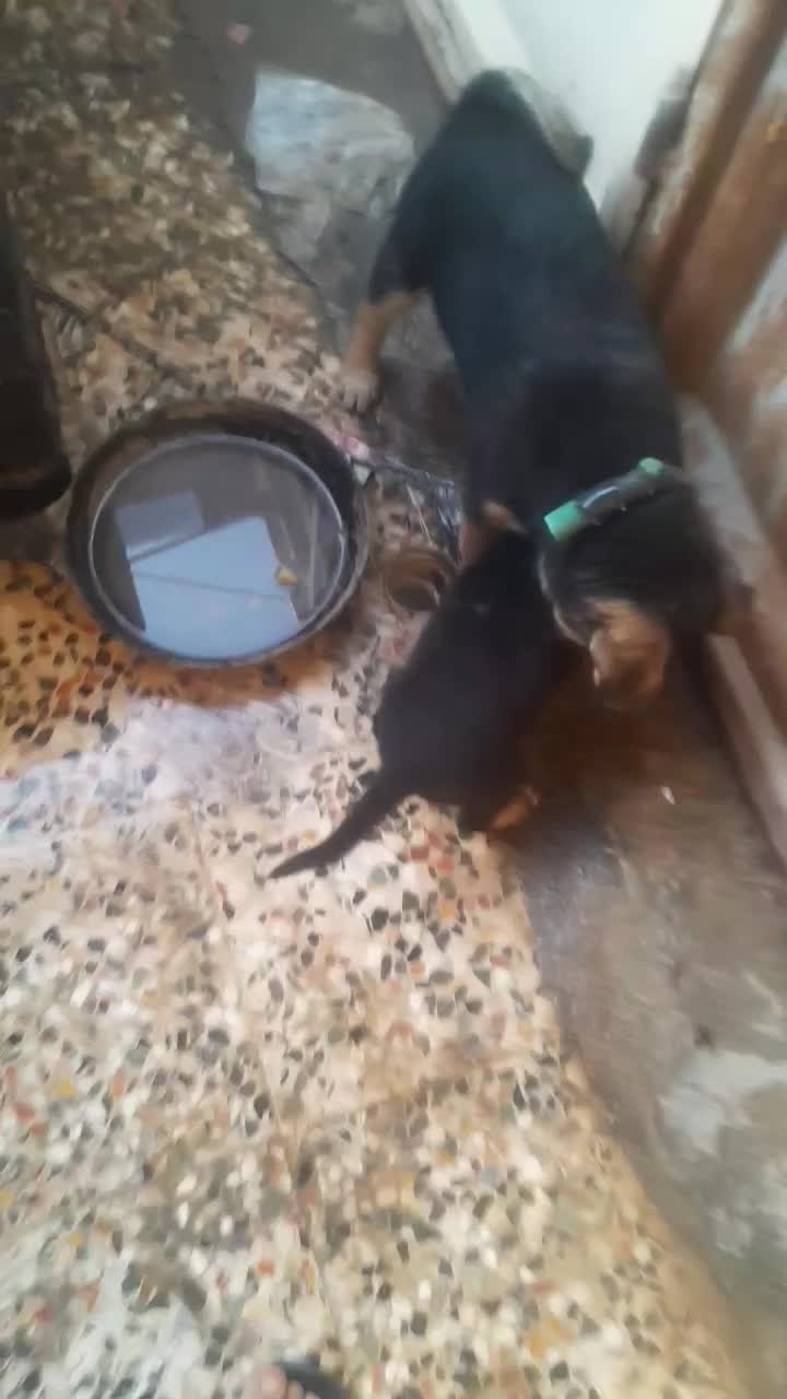 دو عدد سگ دوبرمن برا فروش|سگ|بندر ماهشهر, |دیوار