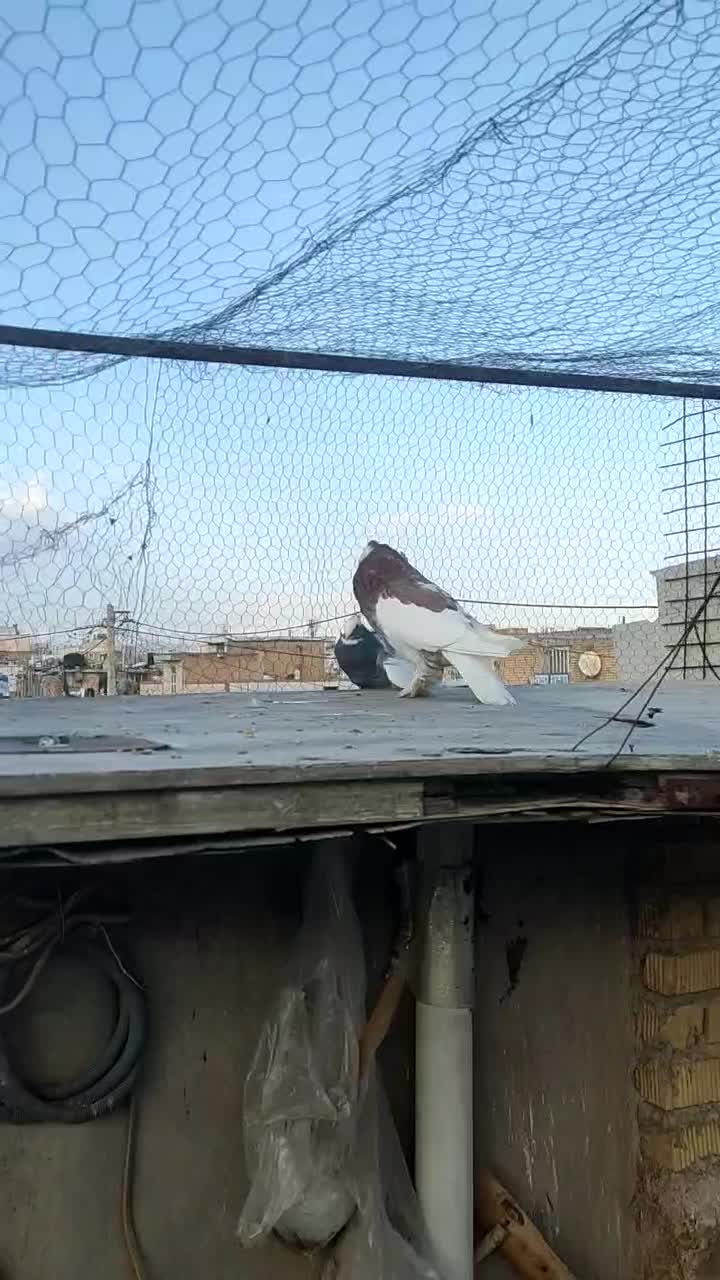 کفتر|پرنده|مرودشت, ابوذر جنوبی|دیوار