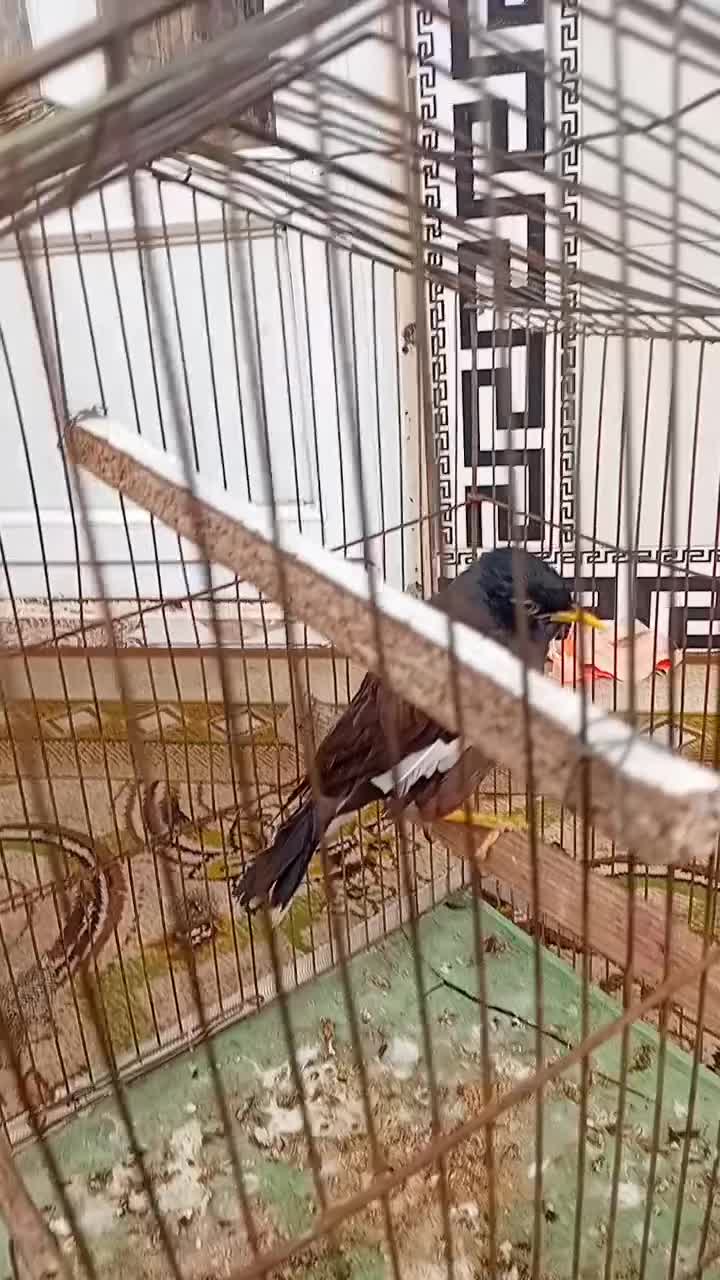 یک مینای دستی|پرنده|سرخنکلاته, |دیوار