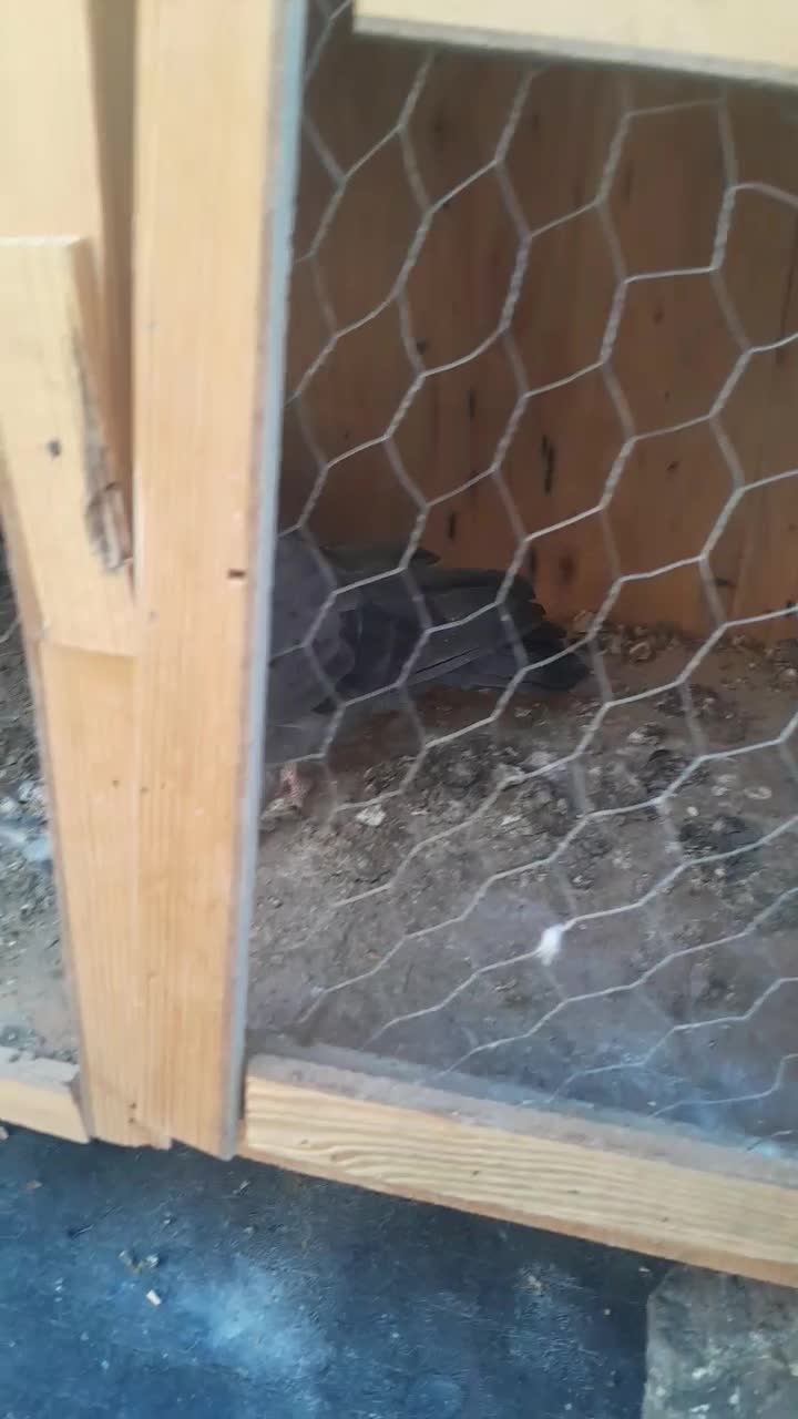 کفتر پرشی|پرنده|شهریار, اسد‌آباد|دیوار