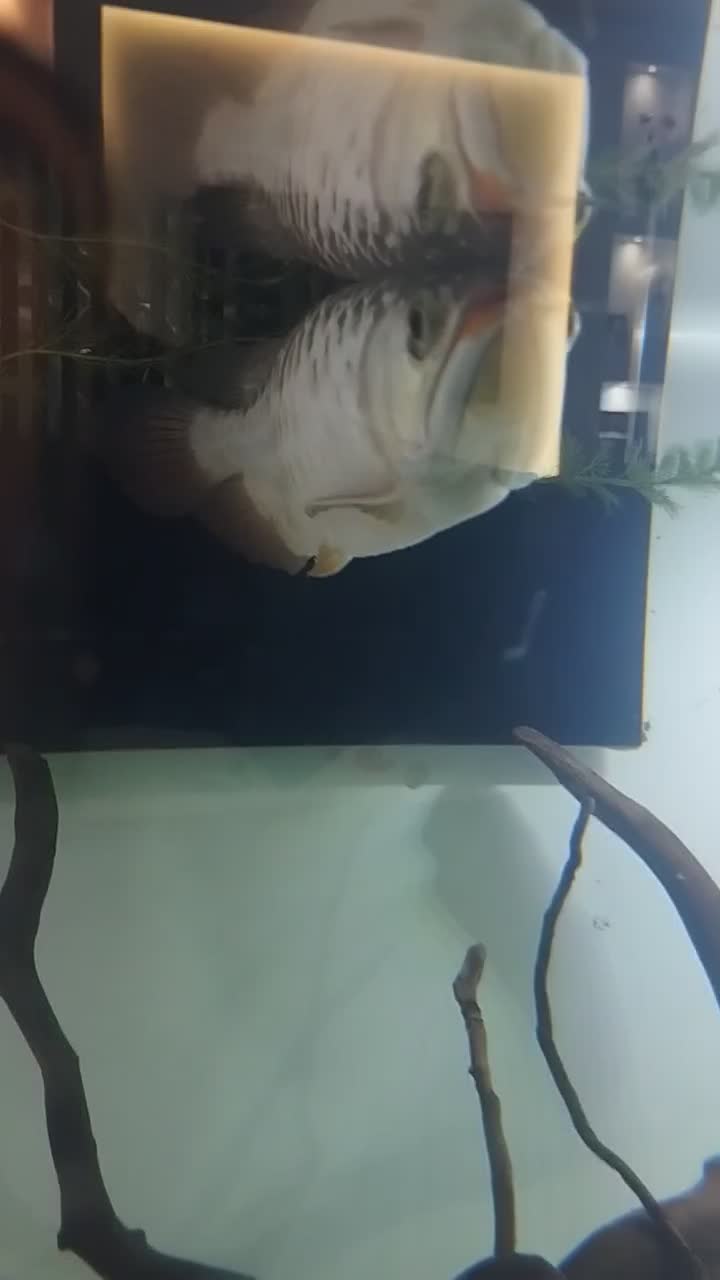 ماهی آروانا گلد هایبک بلوبیس|ماهی|ملایر, |دیوار