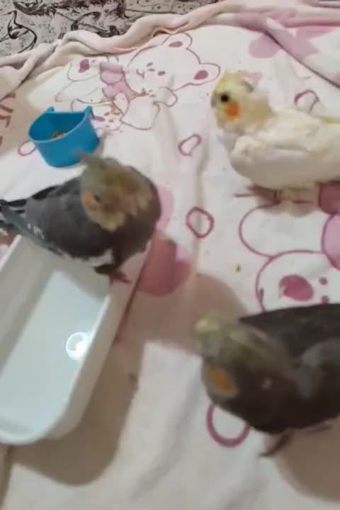 عروس هلندی|پرنده|رشت, کوی مهر|دیوار