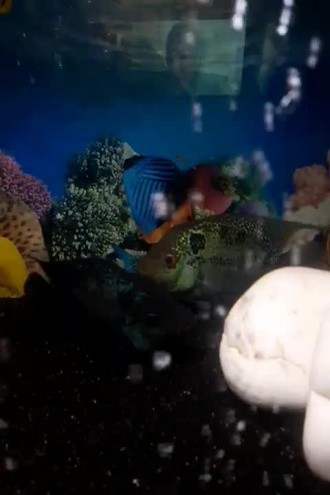 ماهی فلاور|ماهی|تبریز, |دیوار