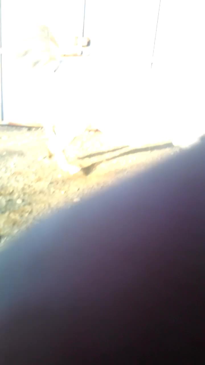 اسب مادیان|اسب و تجهیزات اسب‌سواری|قیدار, |دیوار