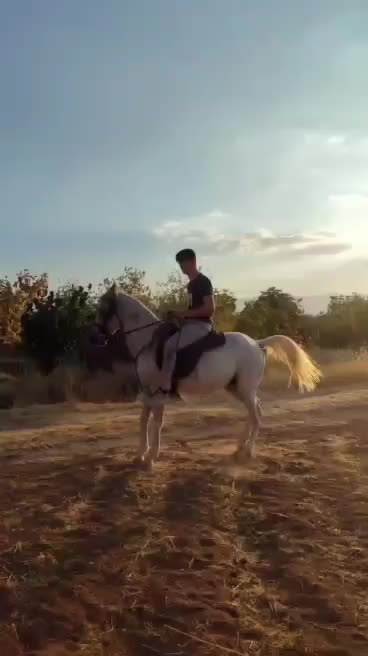 فروش اسب اردل|اسب و تجهیزات اسبسواری|اردل, |دیوار