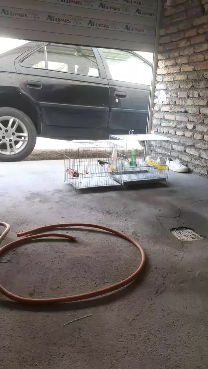 سیره|پرنده|سقز, |دیوار