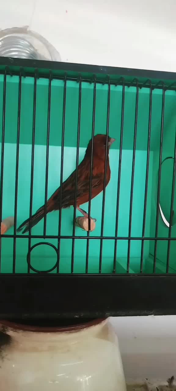 قناری|پرنده|اردبیل, |دیوار