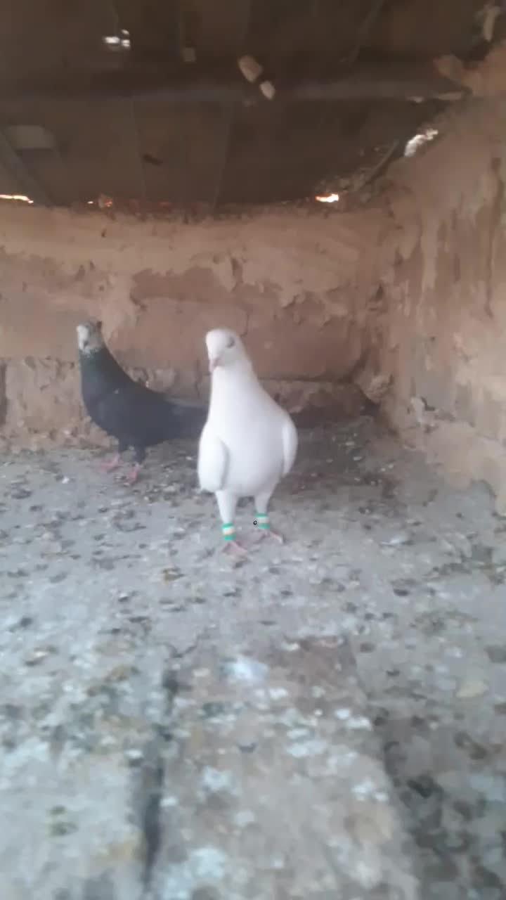 جفت نرماده|پرنده|تربت‌حیدریه, کوی شهید احمدزاده ملکی|دیوار