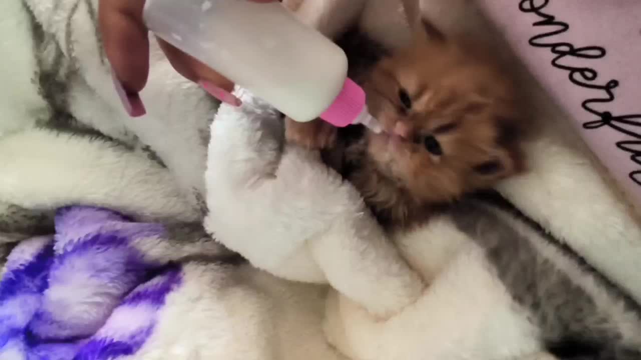 واگذاری گربه پرشین کینگ سایز،لانگ هر|گربه|گنبد کاووس, |دیوار