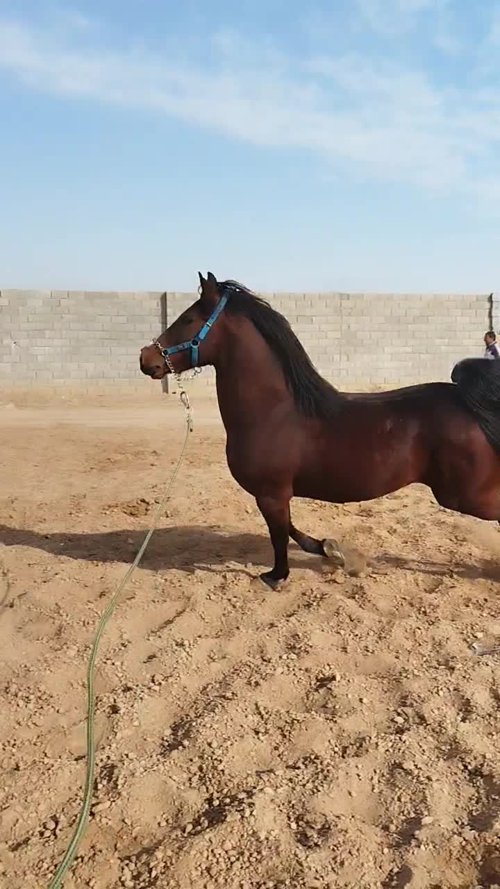 اسب سیلمی سواری دار و مجلسی|اسب و تجهیزات اسبسواری|اصفهان, جلفا|دیوار