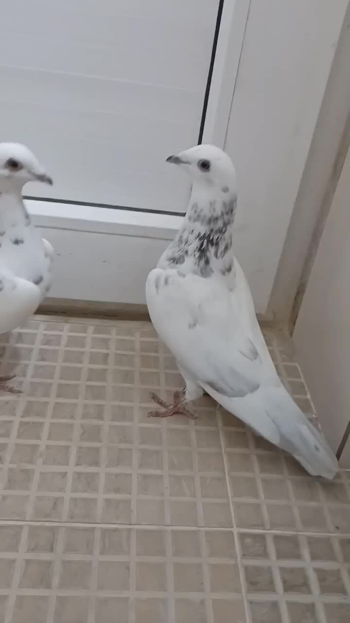 کبوتر گوره سفید جفت نر|پرنده|برازجان, |دیوار