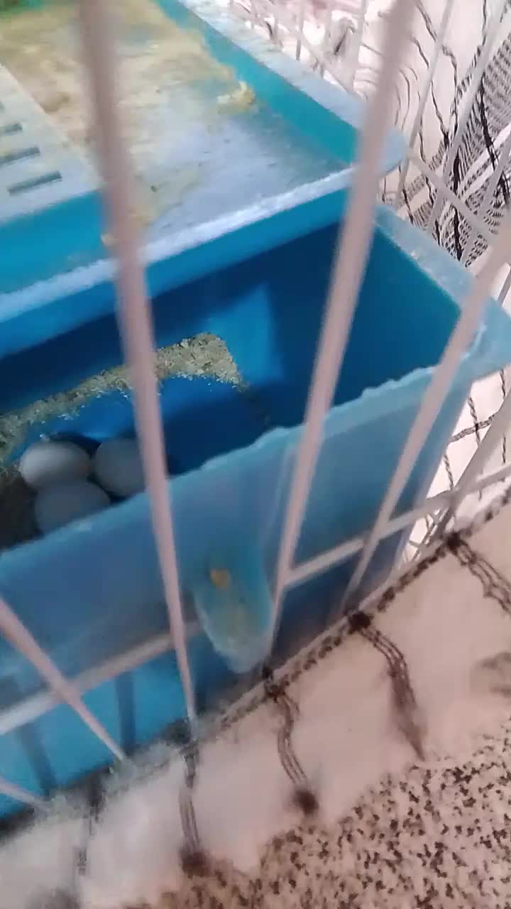 با سلام یک جفت مرغ عشق مفت|پرنده|زرند, |دیوار