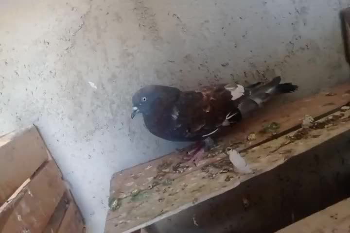 کبوتر ماده بادنجونی جلد اهواز پرشی به شرط|پرنده|ایذه, |دیوار