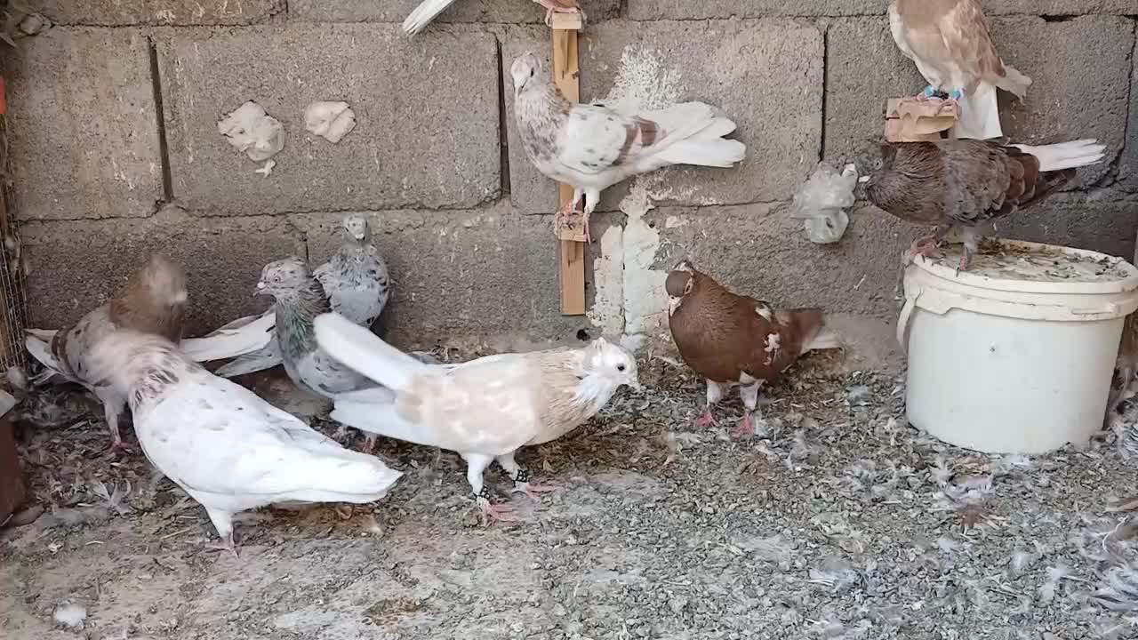 دمسفید|پرنده|بم, |دیوار