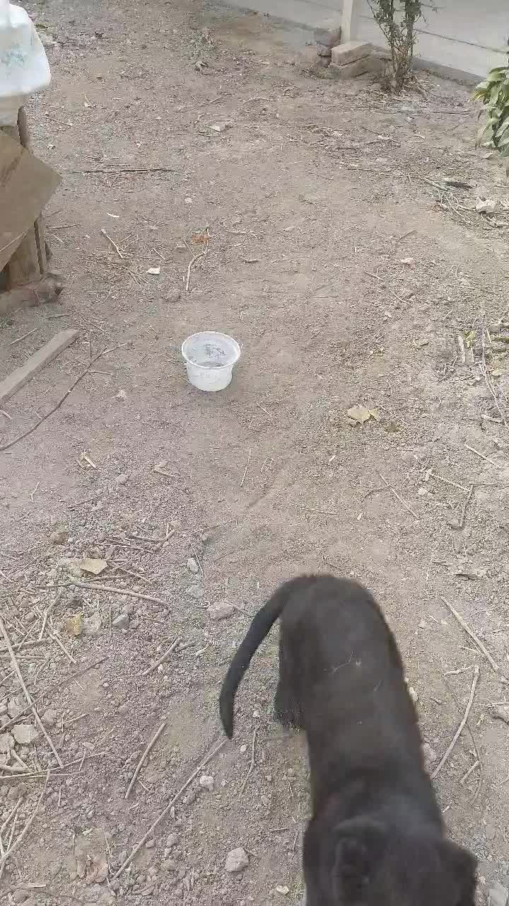 توله سگ ژرمن|سگ|فلاورجان, |دیوار